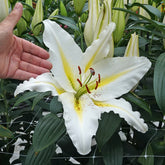 Lilium Baferrari