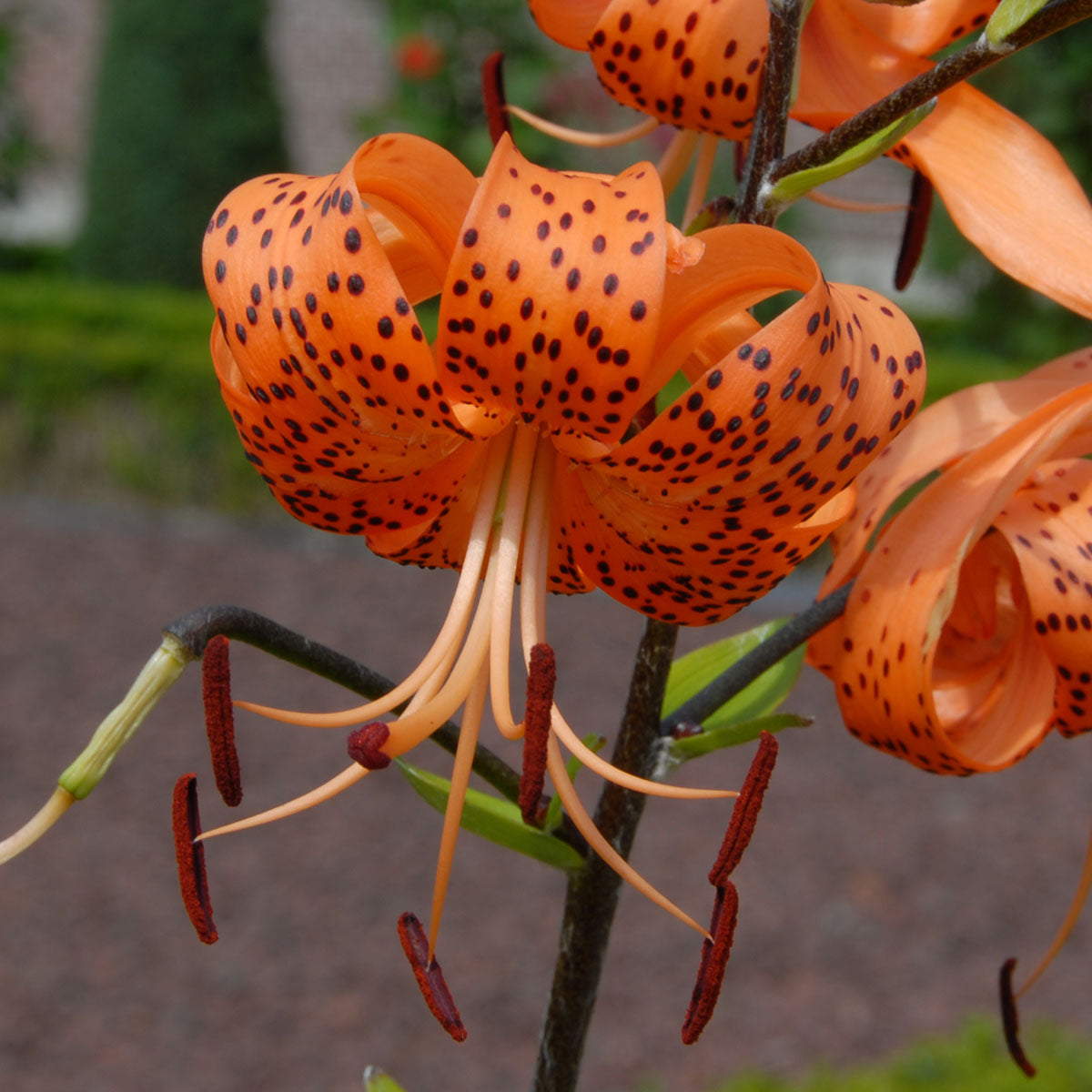 Lilium lancifolium (tigrinum)