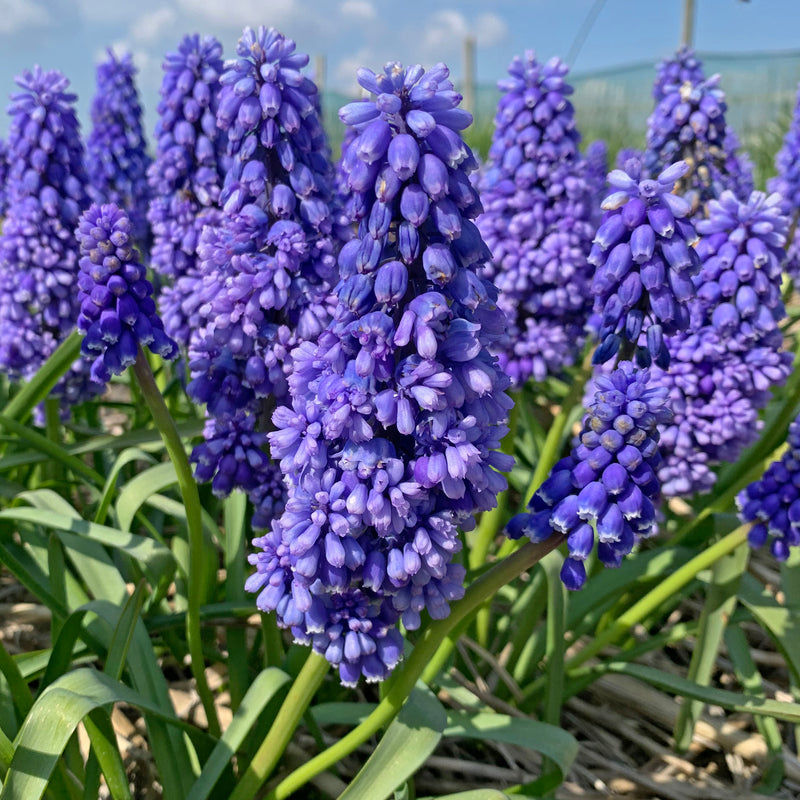 Muscari (Grape Hyacinths)