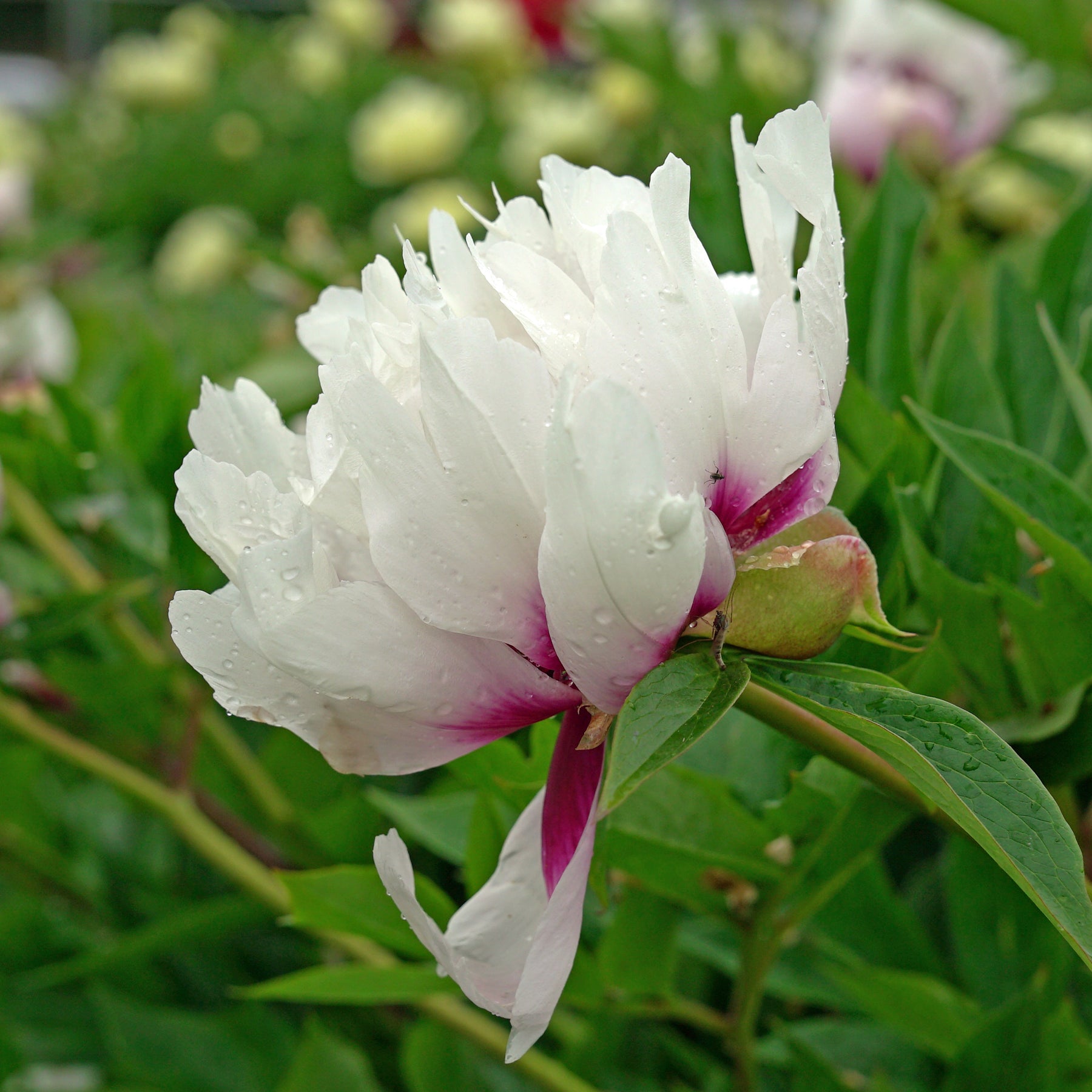 Peony Cora Louise (Itoh)