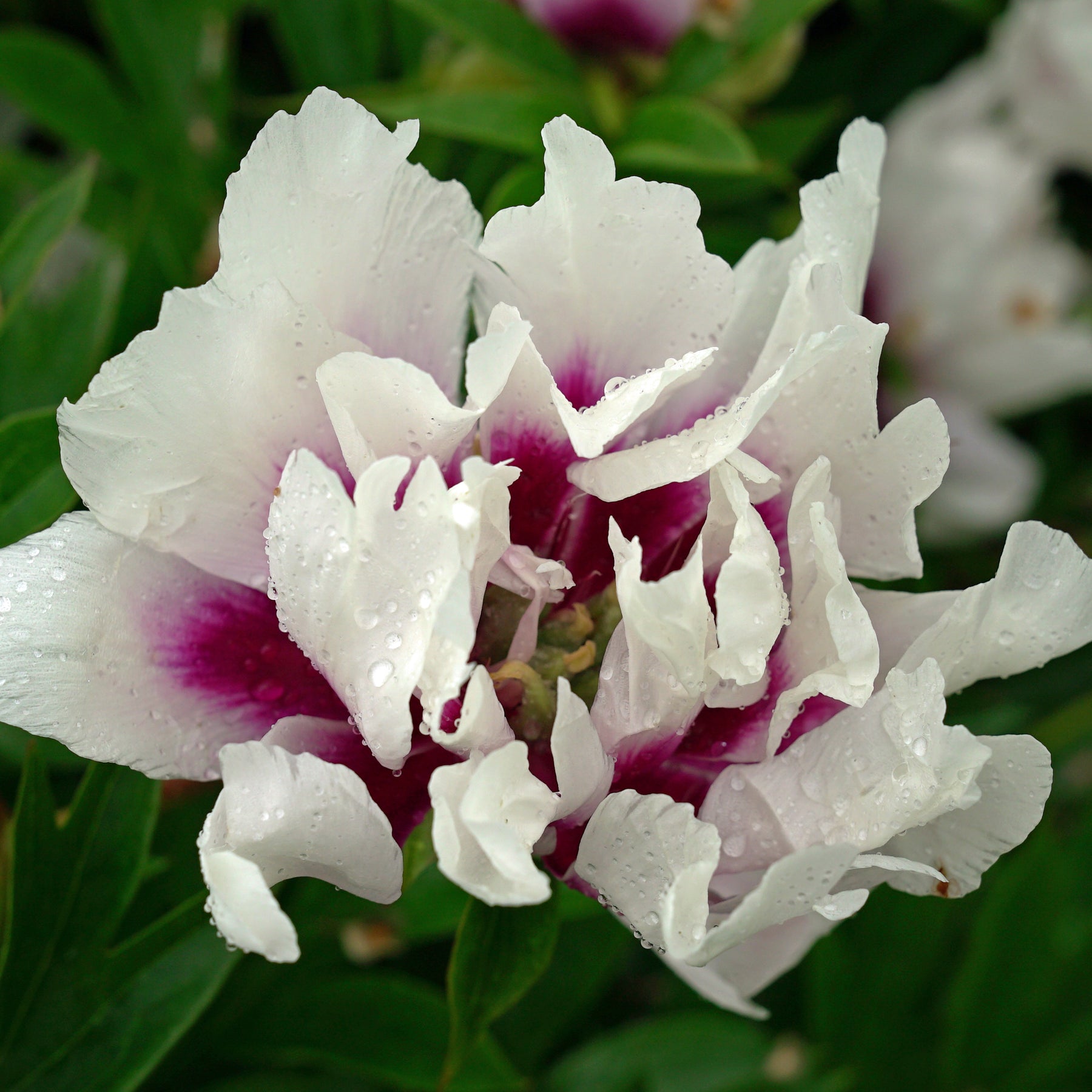 Peony Cora Louise (Itoh)