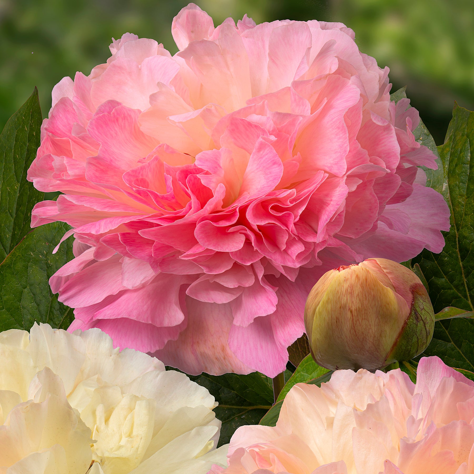 Peony Lois’ Choice