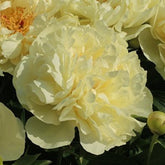 Peony Seidl's Super