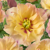 Peony Canary Brilliants (Itoh)