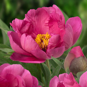 Peony Pink Ardour (Itoh)