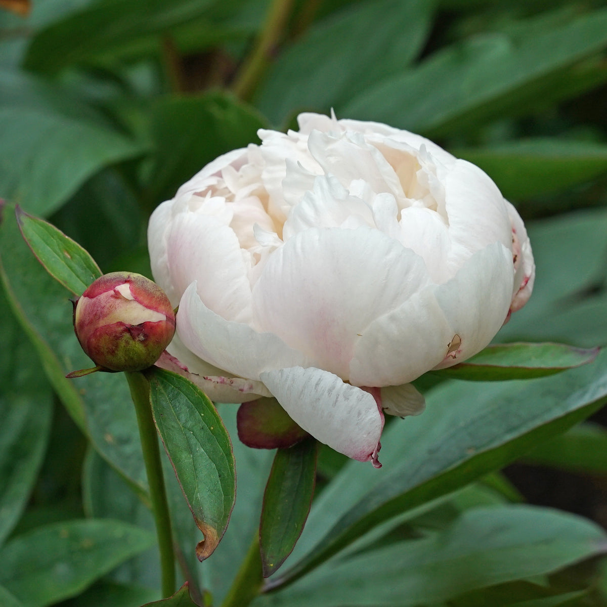 Peony Allan Rogers