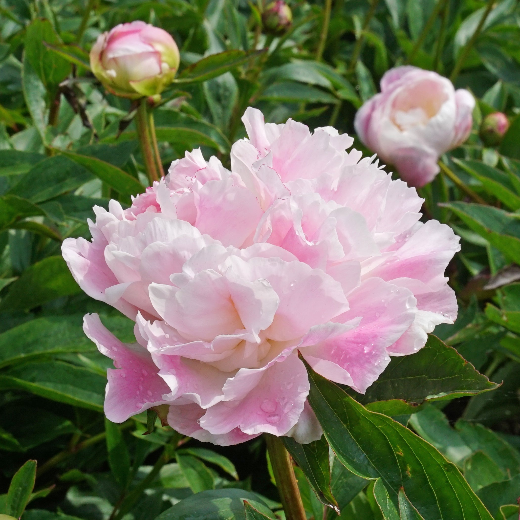 Peony Catharina Fontijn