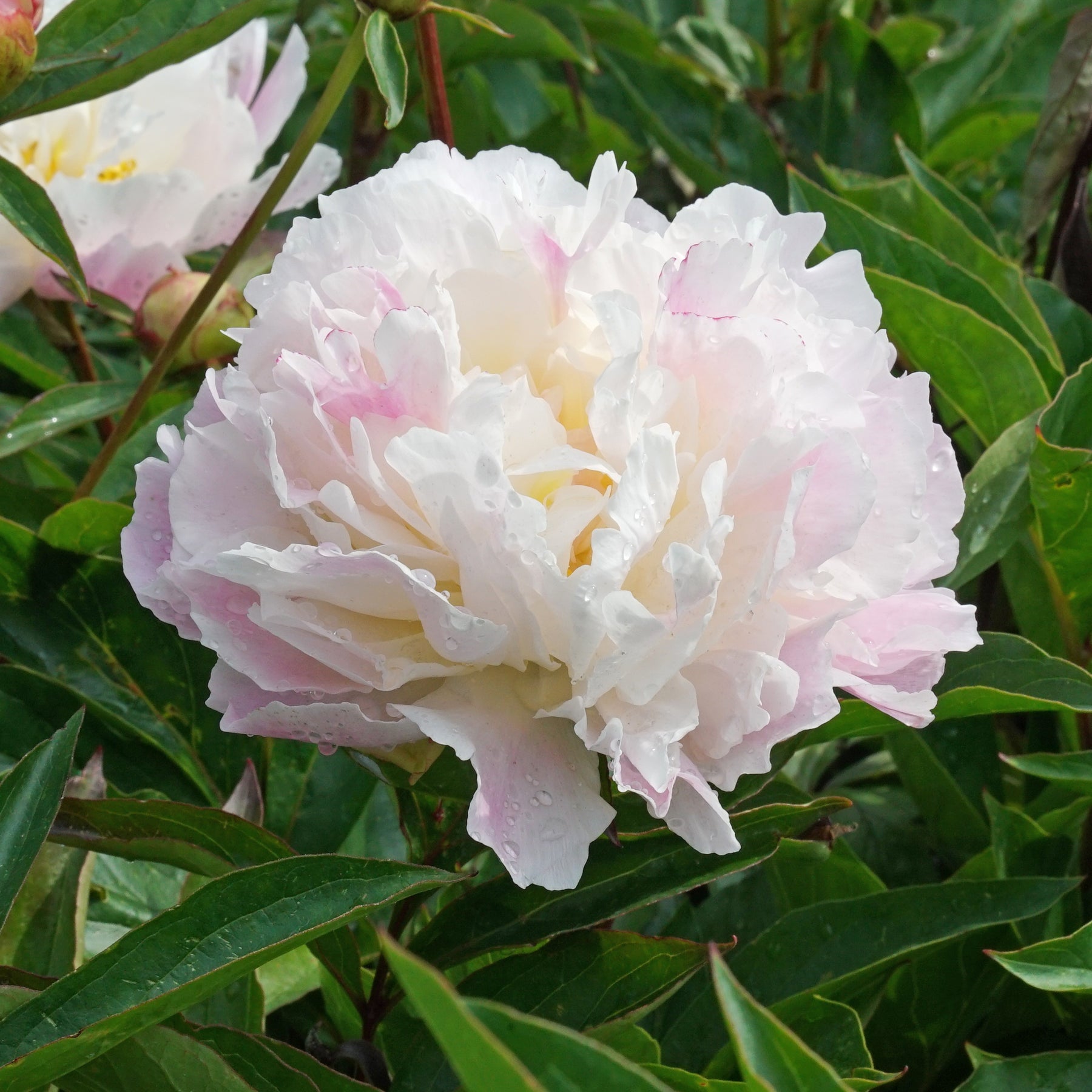 Peony Catharina Fontijn