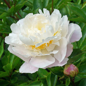 Peony Catharina Fontijn