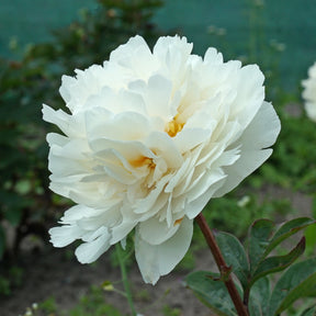 Peony Class Act