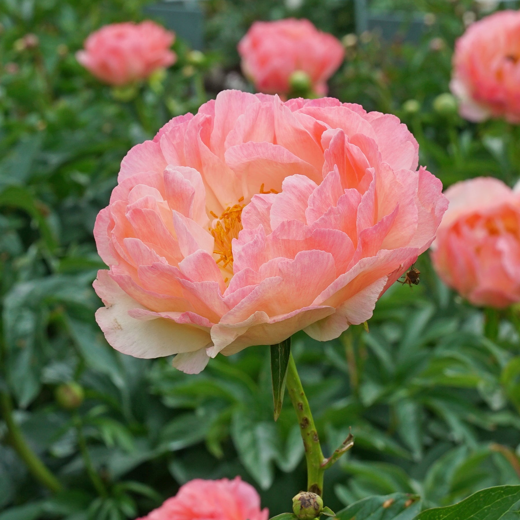 Peony Coral Sunset