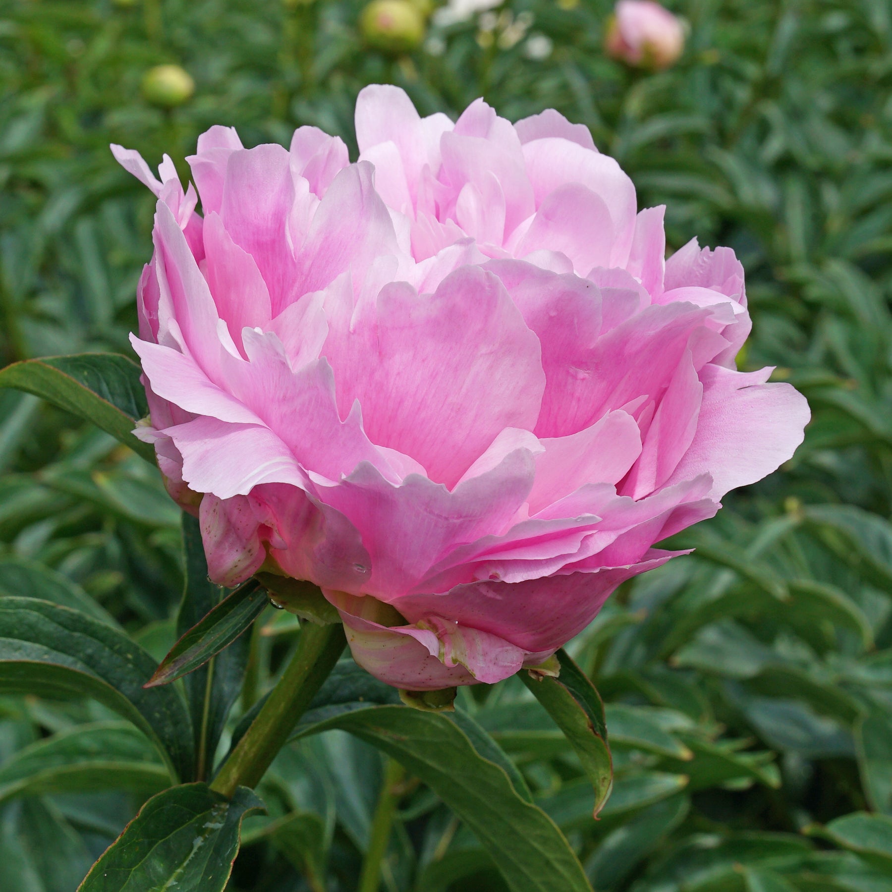 Peony Dinner Plate