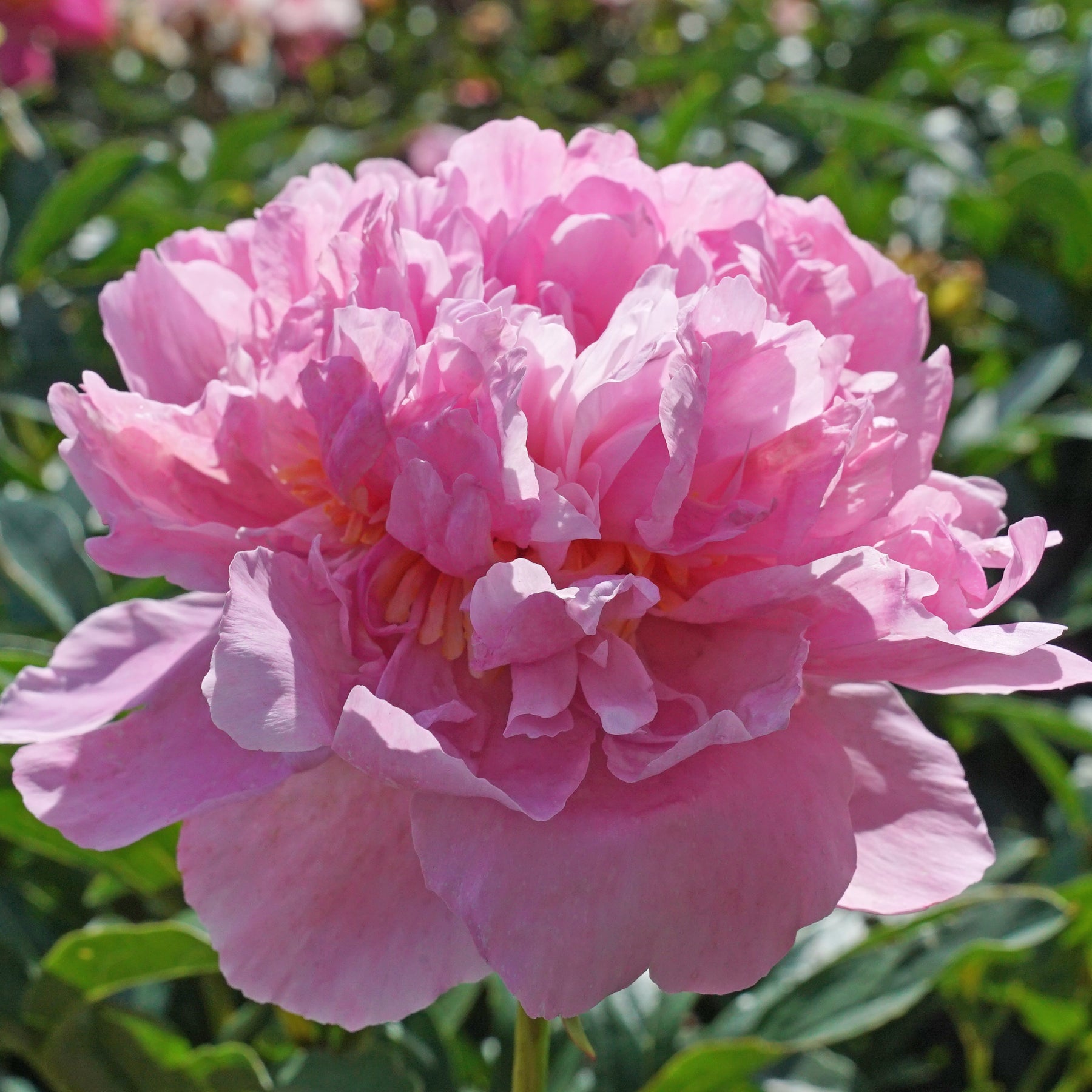 Peony Dinner Plate