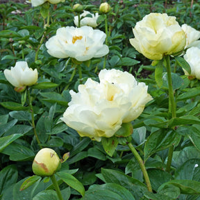 Peony Early Sensation