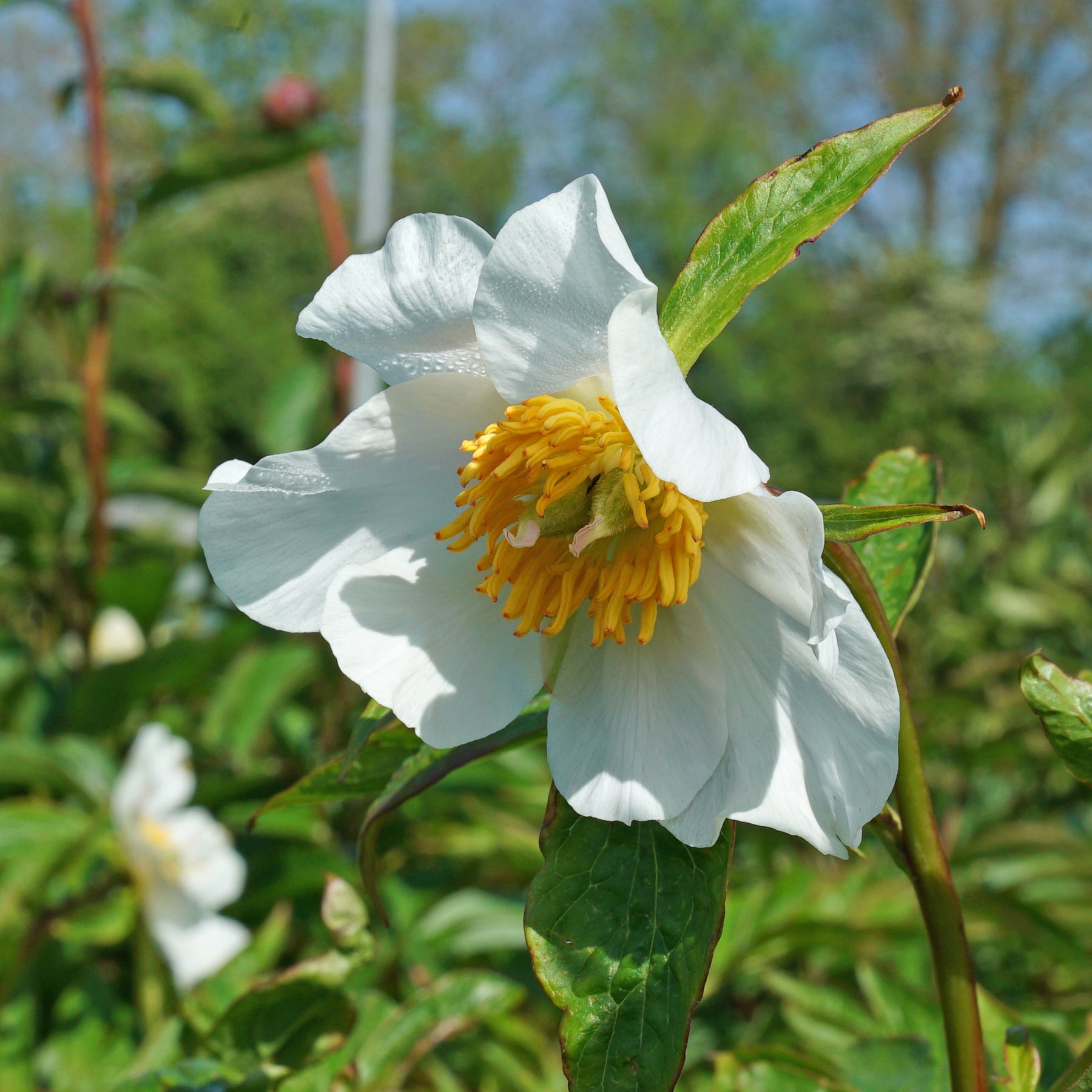 Peony Early Windflower