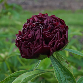 Peony Eliza Lundy