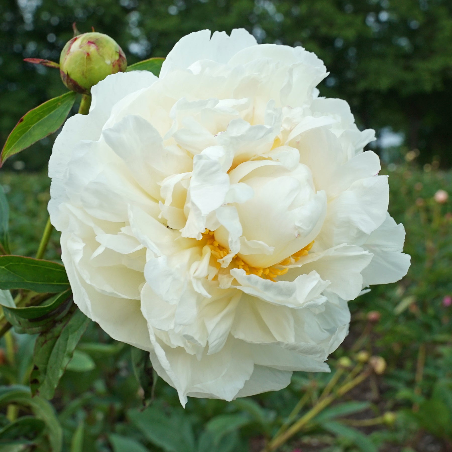 Peony Fringed Ivory