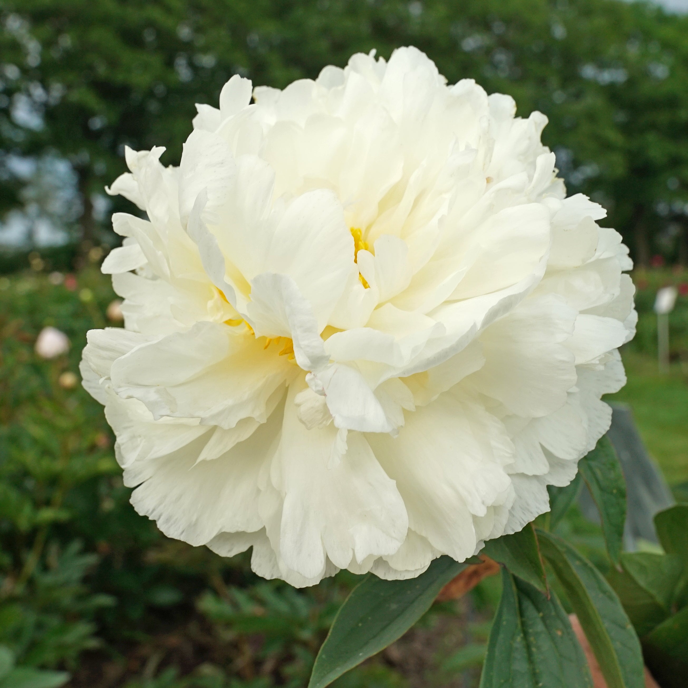 Peony Fringed Ivory | per 1 piece | Fluwel