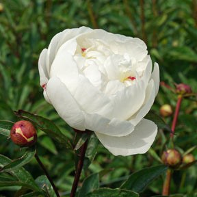 Peony Gardenia