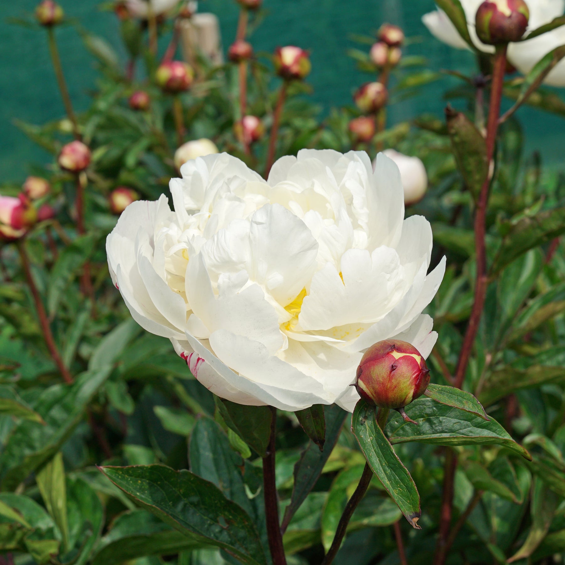 Peony Gardenia