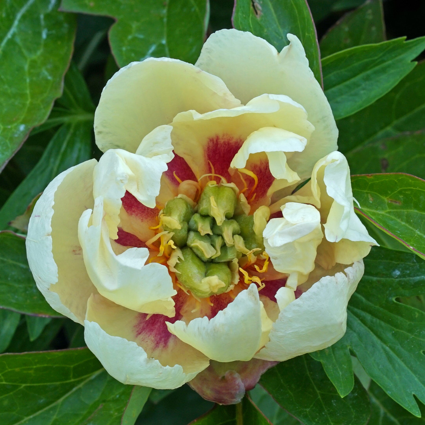 Peony Canary Brilliants (Itoh)