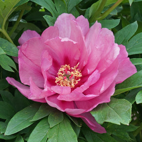 Peony Pink Ardour (Itoh)