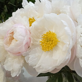 Peony Miss America