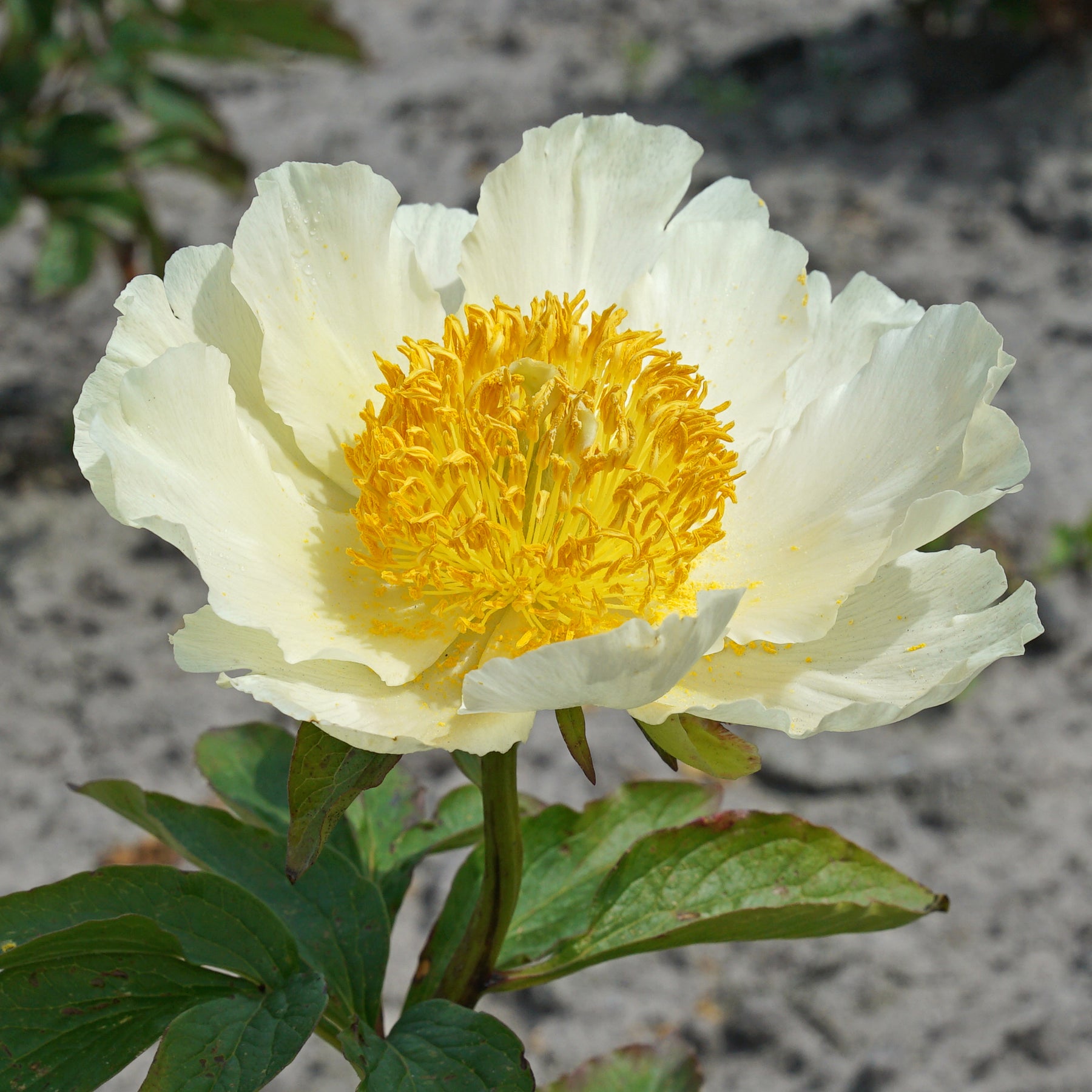 Peony Moonrise