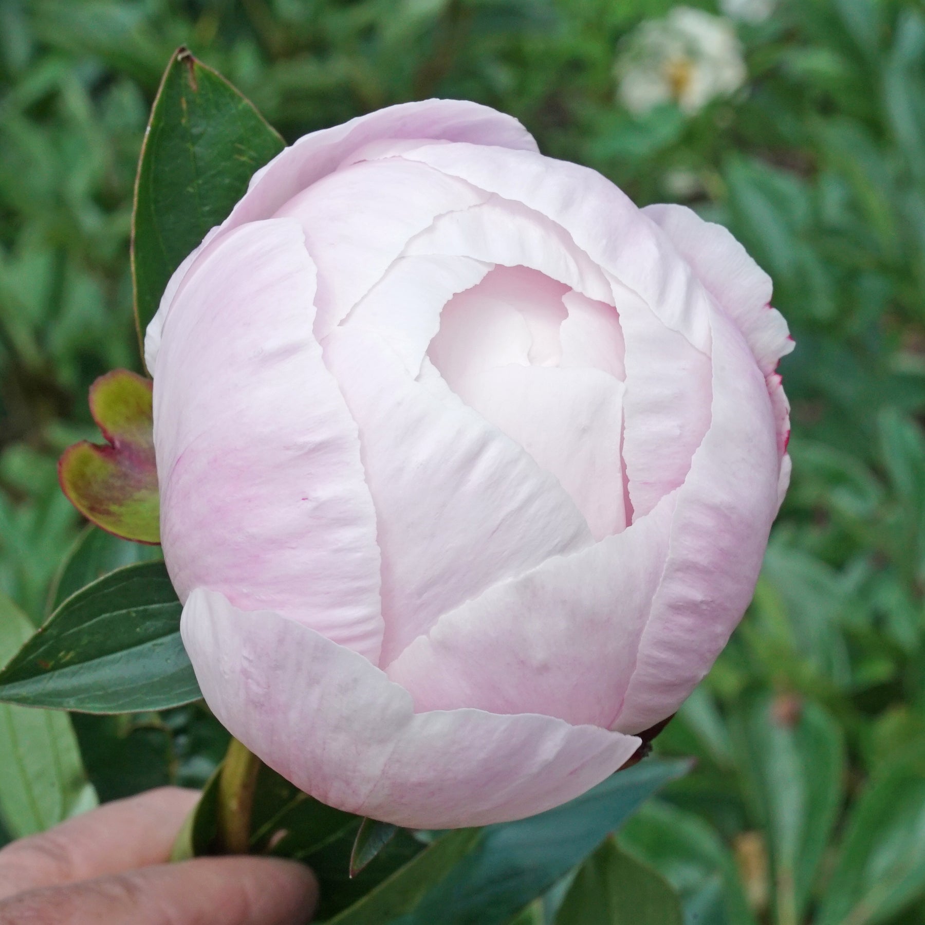 Peony Nick Shaylor