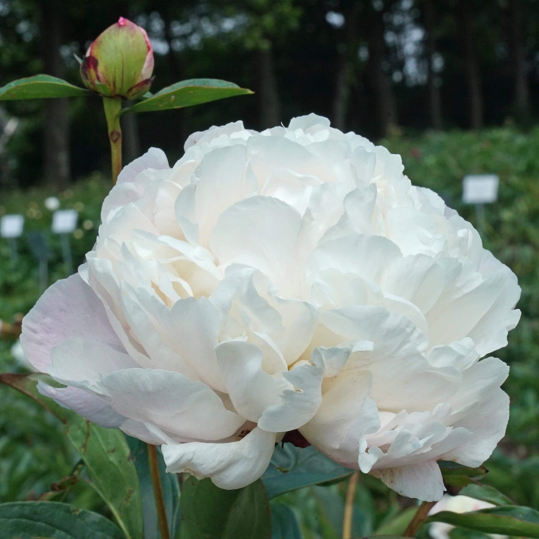 Peony Nick Shaylor