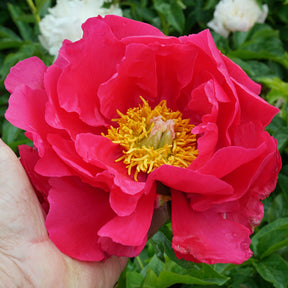 Peony Paula Fay