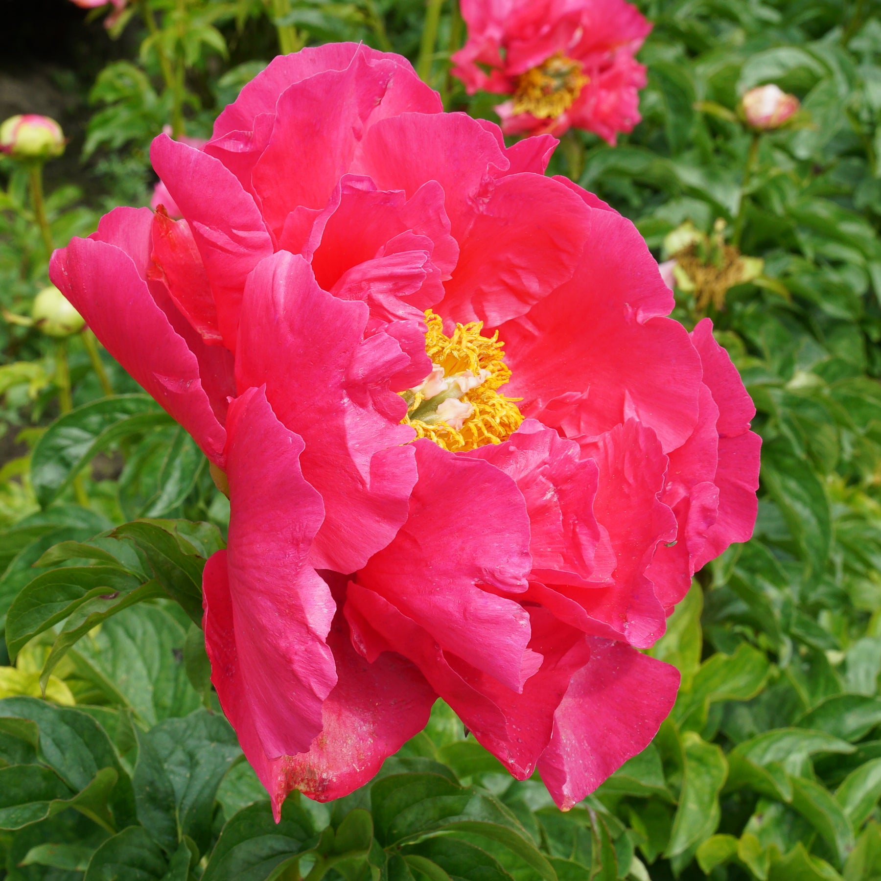 Peony Paula Fay