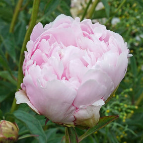 Peony Pillow Talk