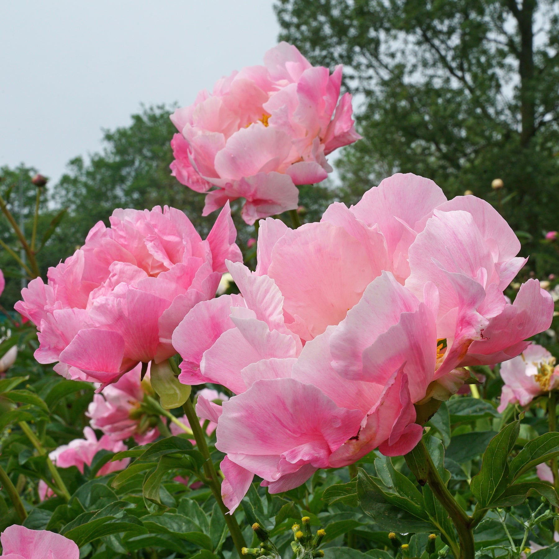 Peony Pink Choice