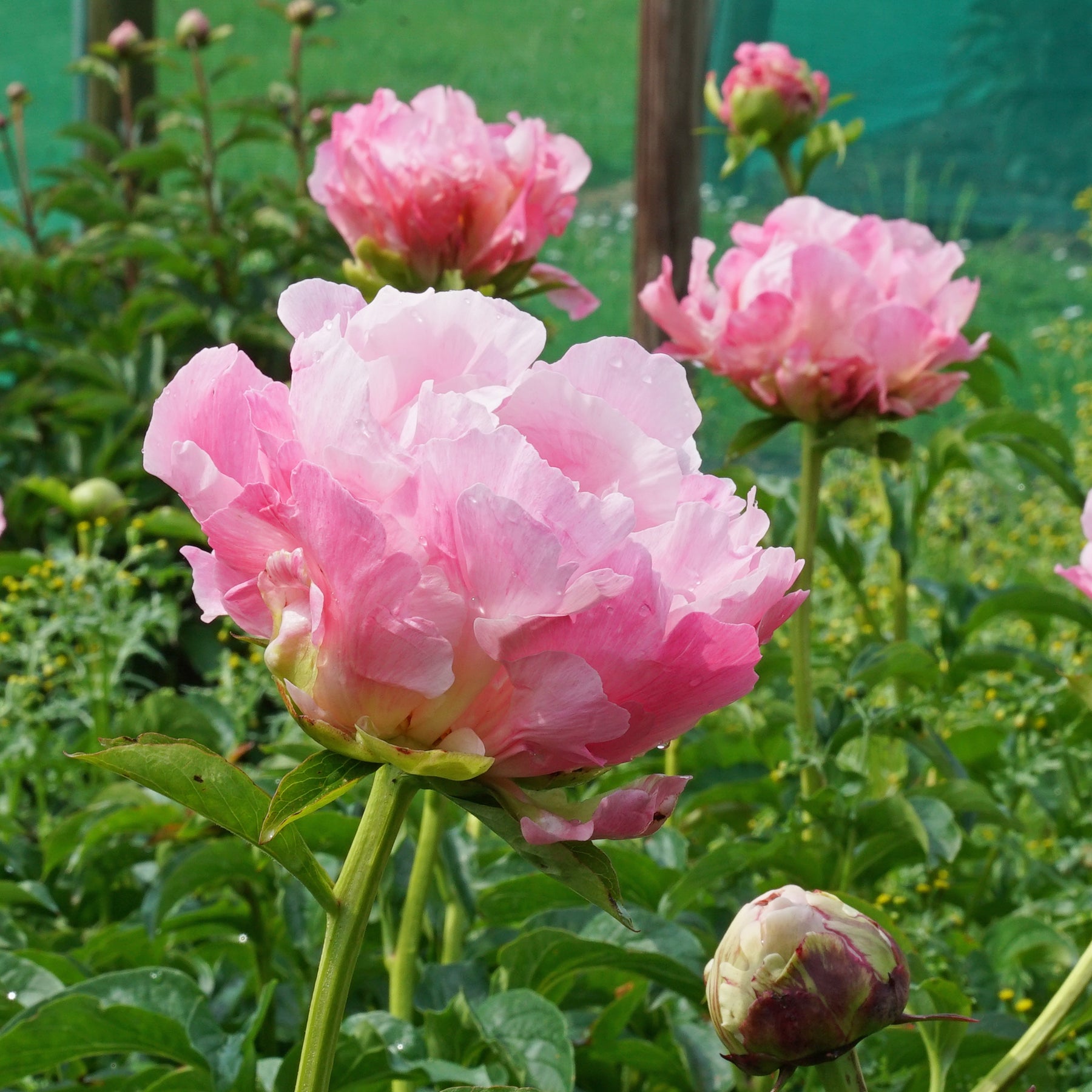 Peony Pink Choice