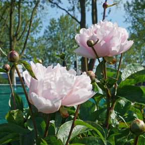 Peony Pink Vanguard