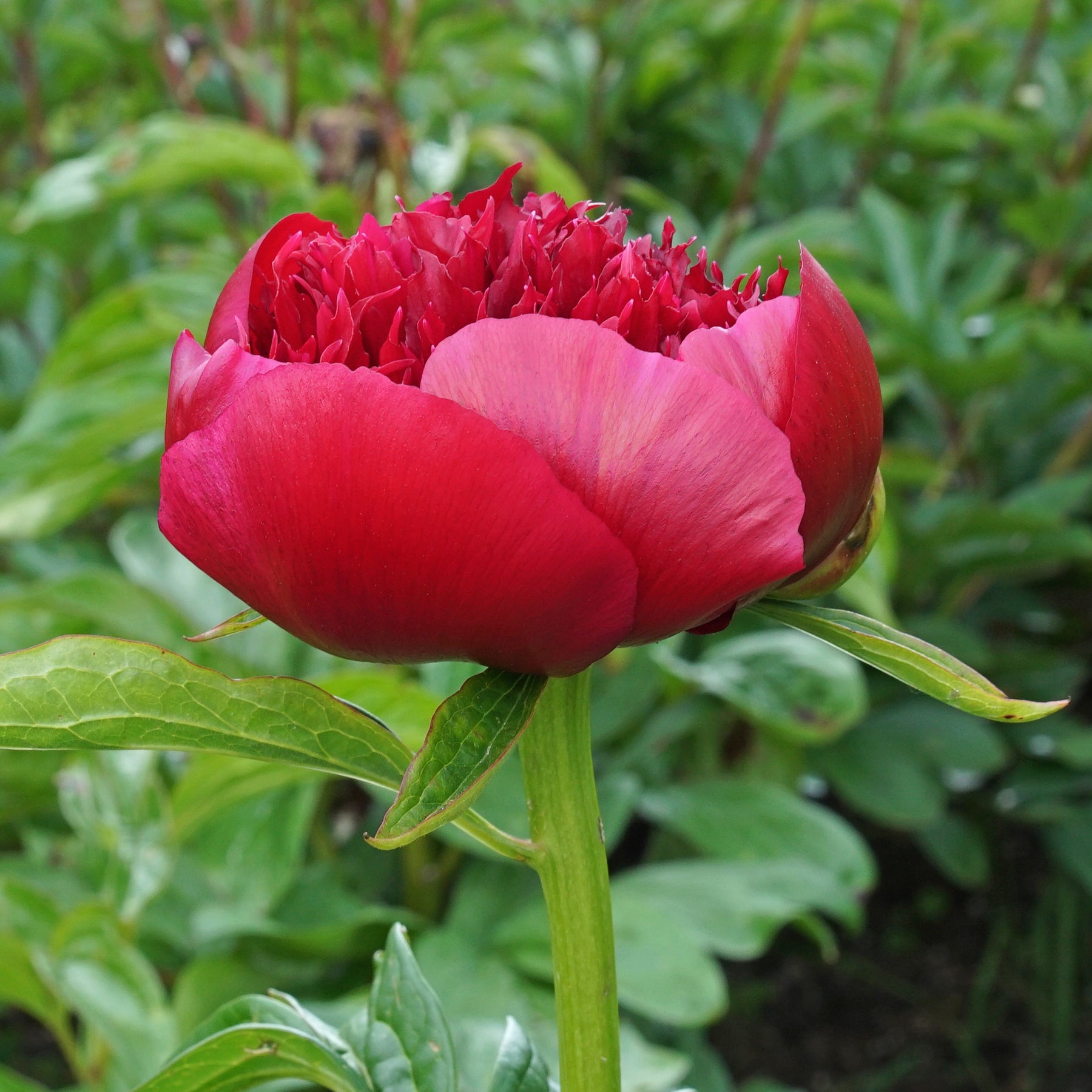 Peony Red Charm