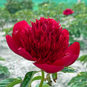 Peony Red Charm