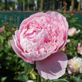 Peony Sarah Bernhardt