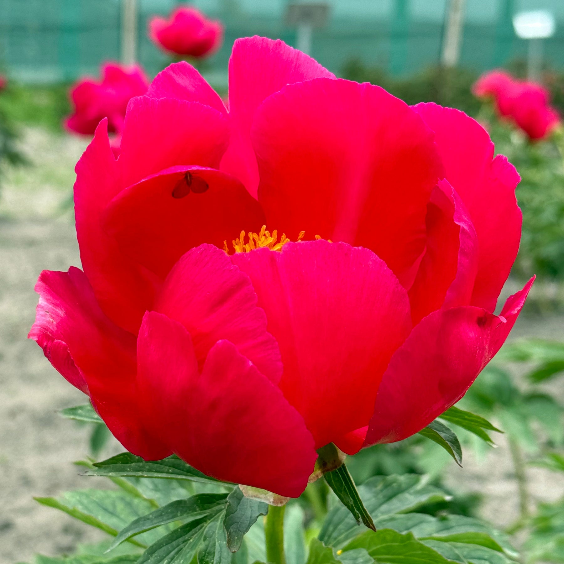 Peony Scarlet o‘ Hara