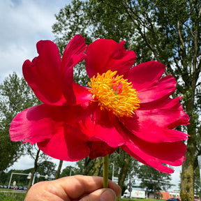 Peony Scarlet o‘ Hara