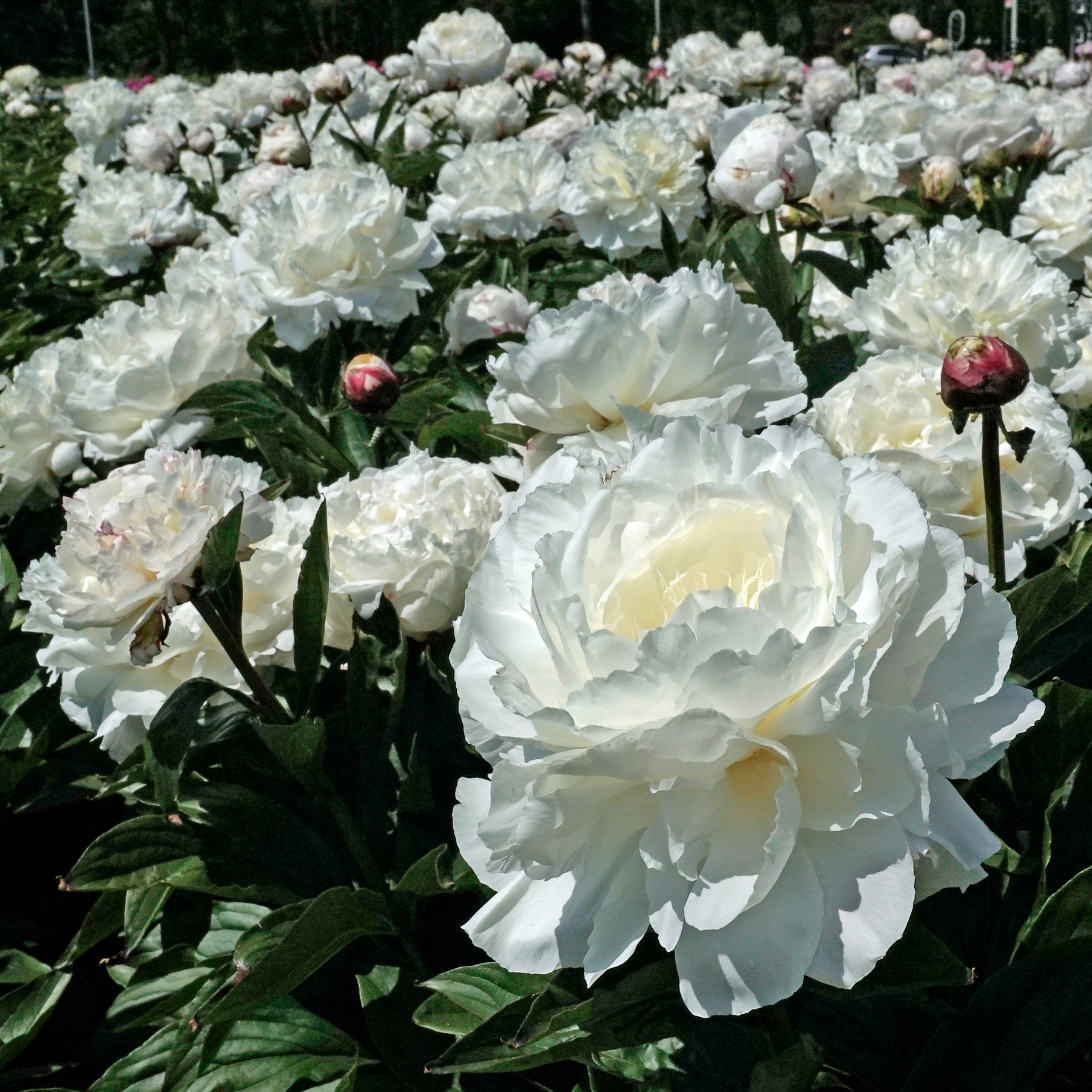 Peony Shirley Temple