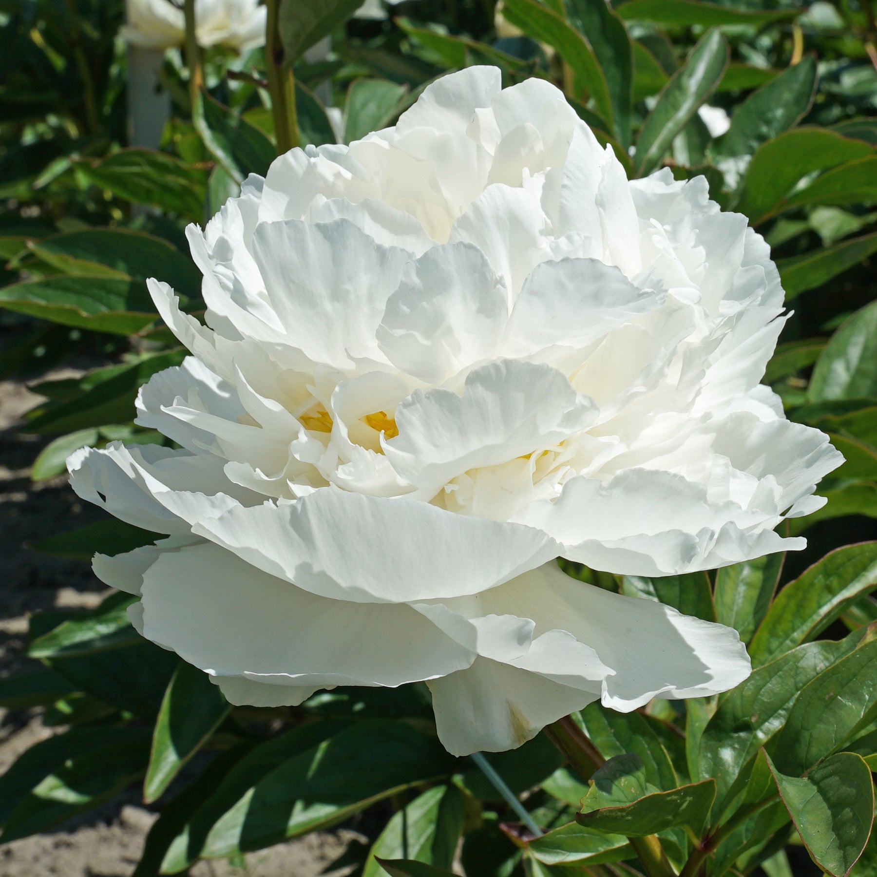 Peony Snow Princess