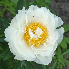 Peony Snow Princess