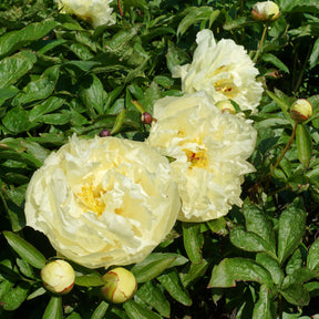 Peony Sunny Girl