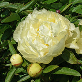 Peony Sunny Girl