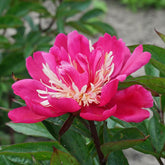 Peony Top Hat