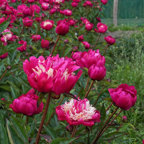 Peony Top Hat