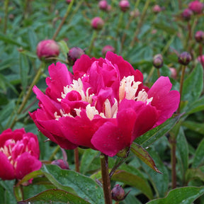 Peony Top Hat