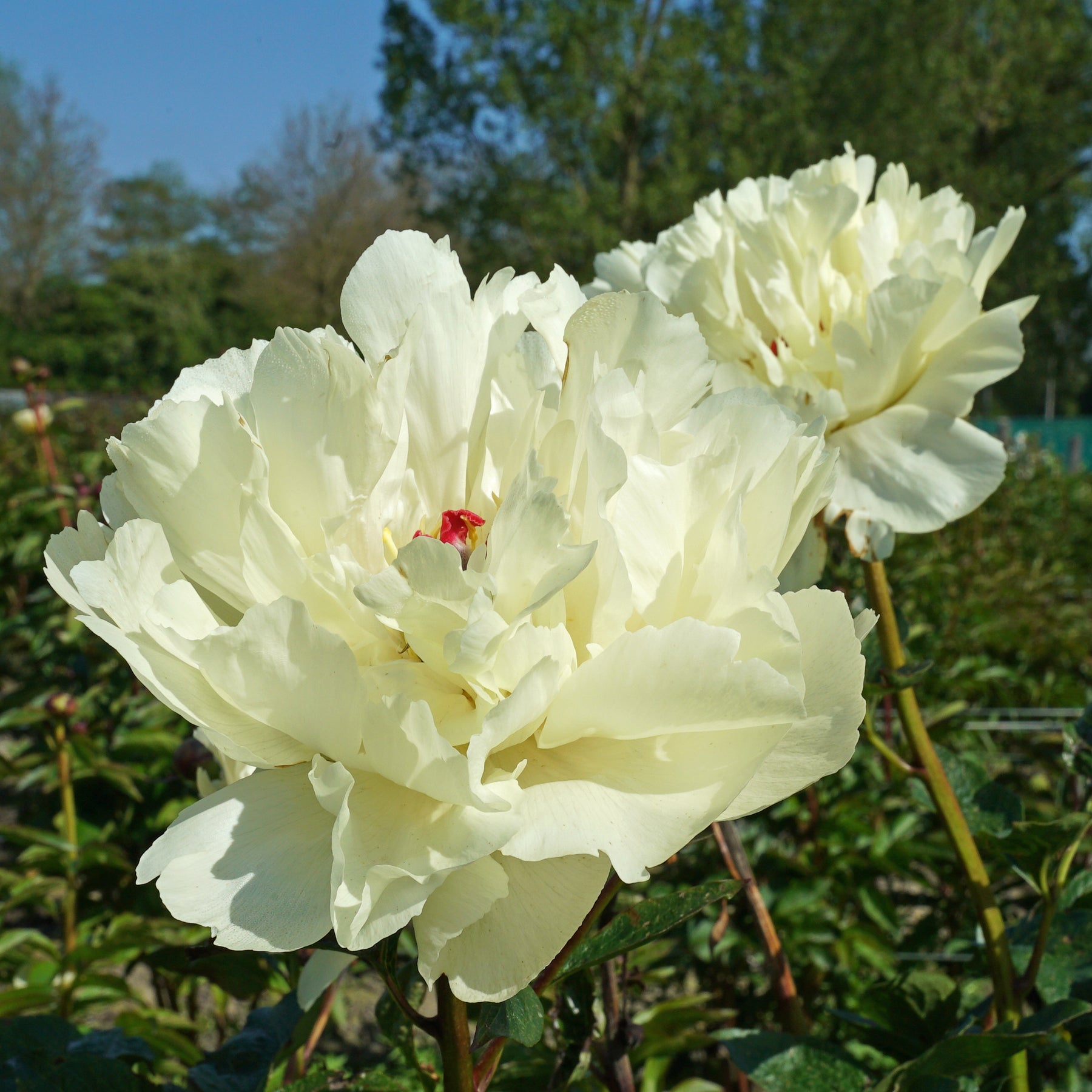 Peony Vanilla Schnapps